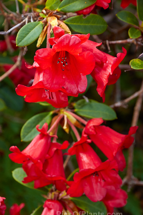 <i>Rhododendron</i> 'Little Ben' (<i>Rhododendron neriiflorum</i> x <i>Rhododendron forrestii</i> var. <i>repens</i>), this 60cm shrub is a cultivar as well as a grex and resulted from an original 1930s cross by Scrase-Dickins of England. Order: Ericales, Family: Ericaceae