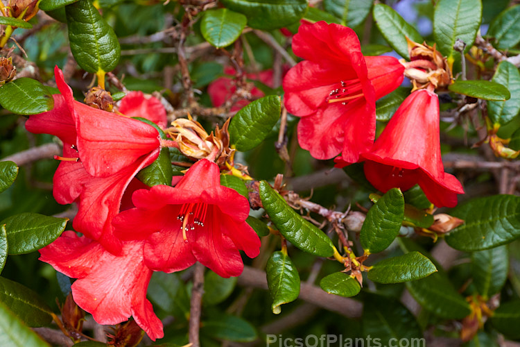 <i>Rhododendron</i> 'Little Joe' (<i>Rhododendron forrestii</i> subsp. <i>forrestii</i> x 'May Day'), a low, compact plant that spreads to around 1.2m wide with small clusters of waxy, bright red flowers. It was raised by Brandt of the United States and introduced in 1951. Order: Ericales, Family: Ericaceae