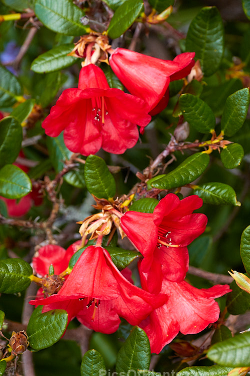 <i>Rhododendron</i> 'Little Joe' (<i>Rhododendron forrestii</i> subsp. <i>forrestii</i> x 'May Day'), a low, compact plant that spreads to around 1.2m wide with small clusters of waxy, bright red flowers. It was raised by Brandt of the United States and introduced in 1951. Order: Ericales, Family: Ericaceae