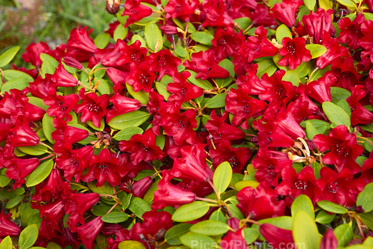 <i>Rhododendron</i> 'Carmen' (<i>Rhododendron sanguineum</i> subsp. <i>didymum</i> x <i>Rhododendron forrestii</i> subsp. <i>forrestii</i>), a 60cm high evergreen shrub with waxy textured deep red bell-shaped flowers. It was raised by Rothschild of England in 1935. Order: Ericales, Family: Ericaceae