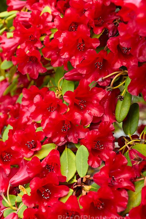 <i>Rhododendron</i> 'Carmen' (<i>Rhododendron sanguineum</i> subsp. <i>didymum</i> x <i>Rhododendron forrestii</i> subsp. <i>forrestii</i>), a 60cm high evergreen shrub with waxy textured deep red bell-shaped flowers. It was raised by Rothschild of England in 1935. Order: Ericales, Family: Ericaceae