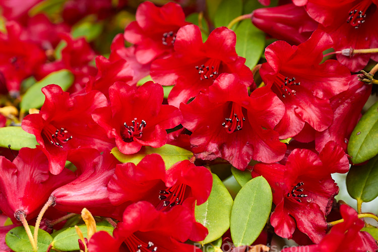 <i>Rhododendron</i> 'Carmen' (<i>Rhododendron sanguineum</i> subsp. <i>didymum</i> x <i>Rhododendron forrestii</i> subsp. <i>forrestii</i>), a 60cm high evergreen shrub with waxy textured deep red bell-shaped flowers. It was raised by Rothschild of England in 1935. Order: Ericales, Family: Ericaceae