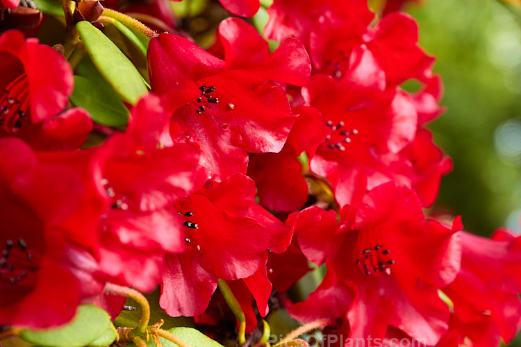 <i>Rhododendron</i> 'Carmen' (<i>Rhododendron sanguineum</i> subsp. <i>didymum</i> x <i>Rhododendron forrestii</i> subsp. <i>forrestii</i>), a 60cm high evergreen shrub with waxy textured deep red bell-shaped flowers. It was raised by Rothschild of England in 1935. Order: Ericales, Family: Ericaceae