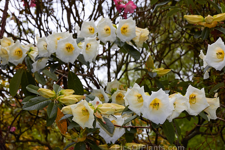 <i>Rhododendron</i> 'Stead's Best', (<i>Rhododendron lindleyi</i> x <i>Rhododendron nuttallii</i>) raised by Edgar Stead of New Zealand, this evergreen shrub has impressively large flowers that are mildly fragrant and the plant eventually develops a rather open tree-like form. Order: Ericales, Family: Ericaceae