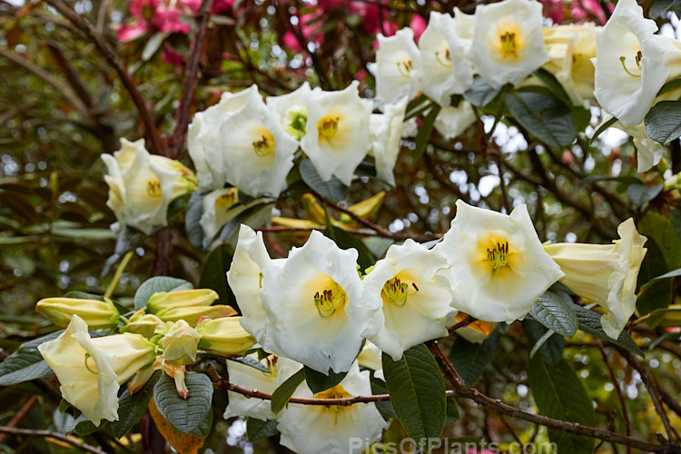 <i>Rhododendron</i> 'Stead's Best', (<i>Rhododendron lindleyi</i> x <i>Rhododendron nuttallii</i>) raised by Edgar Stead of New Zealand, this evergreen shrub has impressively large flowers that are mildly fragrant and the plant eventually develops a rather open tree-like form. Order: Ericales, Family: Ericaceae