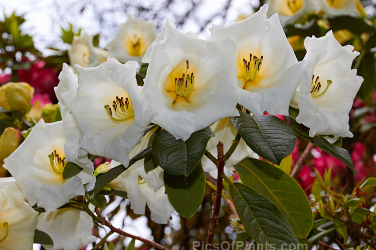 <i>Rhododendron</i> 'Stead's Best', (<i>Rhododendron lindleyi</i> x <i>Rhododendron nuttallii</i>) raised by Edgar Stead of New Zealand, this evergreen shrub has impressively large flowers that are mildly fragrant and the plant eventually develops a rather open tree-like form. Order: Ericales, Family: Ericaceae