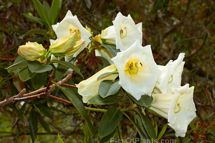 <i>Rhododendron</i> 'Stead's Best', (<i>Rhododendron lindleyi</i> x <i>Rhododendron nuttallii</i>) raised by Edgar Stead of New Zealand, this evergreen shrub has impressively large flowers that are mildly fragrant and the plant eventually develops a rather open tree-like form. Order: Ericales, Family: Ericaceae
