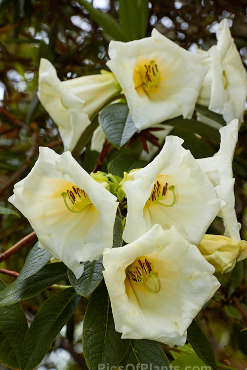 <i>Rhododendron</i> 'Stead's Best', (<i>Rhododendron lindleyi</i> x <i>Rhododendron nuttallii</i>) raised by Edgar Stead of New Zealand, this evergreen shrub has impressively large flowers that are mildly fragrant and the plant eventually develops a rather open tree-like form. Order: Ericales, Family: Ericaceae
