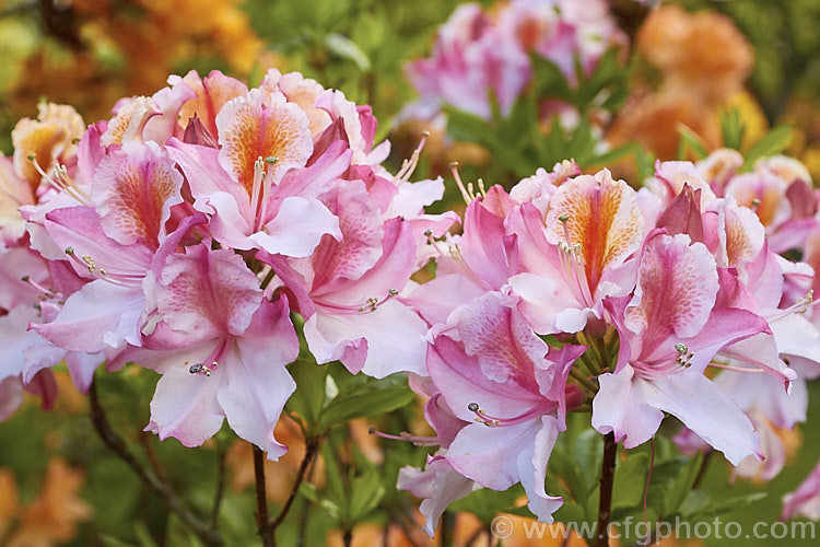 Rhododendron occidentale 'Magnifica', a cultivar of a fragrant-flowered, spring-blooming deciduous azalea species native to the western coast of the United States
