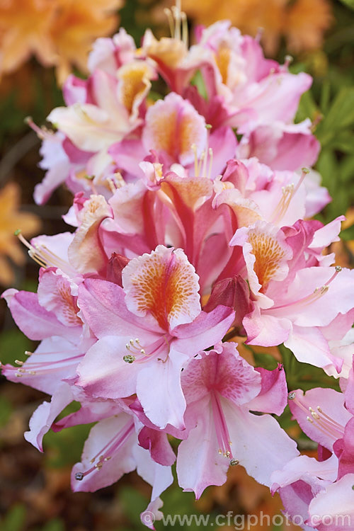 Rhododendron occidentale 'Magnifica', a cultivar of a fragrant-flowered, spring-blooming deciduous azalea species native to the western coast of the United States