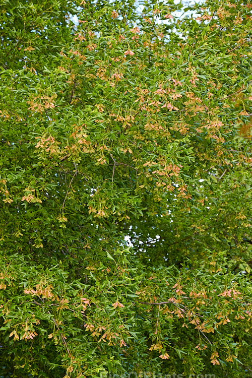 The young growth and immature samara of the Three-toothed Maple (<i>Acer buergerianum</i>), a small deciduous tree is native to Japan and nearby parts of eastern China. Its leaves are small and very distinctive because they have only three lobes. Order Sapindales, Family: Sapindaceae
