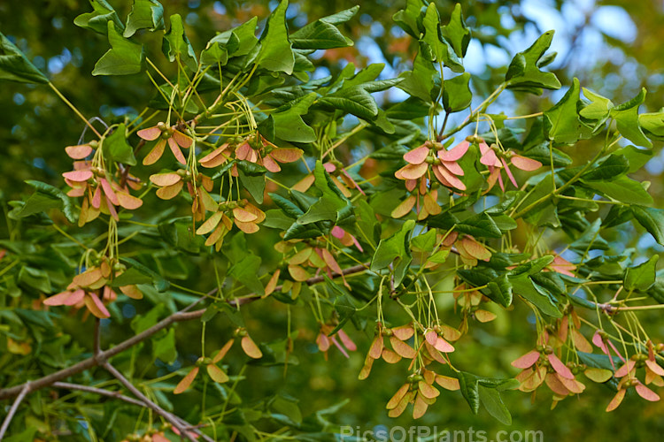 The young growth and immature samara of the Three-toothed Maple (<i>Acer buergerianum</i>), a small deciduous tree is native to Japan and nearby parts of eastern China. Its leaves are small and very distinctive because they have only three lobes. Order Sapindales, Family: Sapindaceae