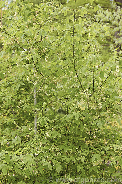 Staphylea trifolia, a deciduous, 3-5m tall, spring-flowering shrub native to the eastern United States. Its pendulous flowers are only around 8mm long but are followed by 3-lobed fruits that can be up to 4cm across. Order: Crossosomatales, Family: Staphyleaceae