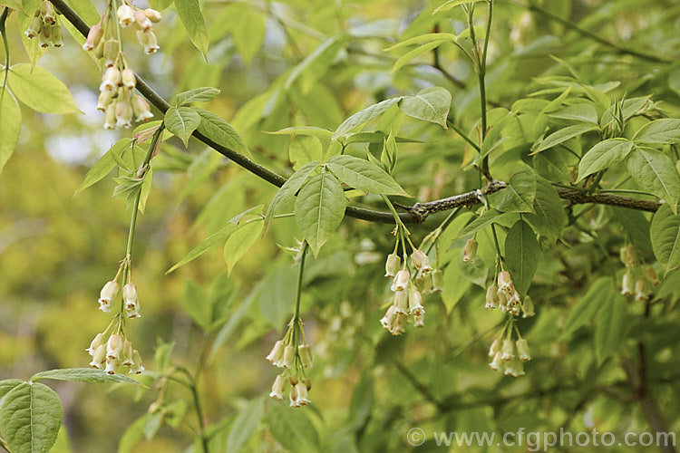 Staphylea trifolia, a deciduous, 3-5m tall, spring-flowering shrub native to the eastern United States. Its pendulous flowers are only around 8mm long but are followed by 3-lobed fruits that can be up to 4cm across. Order: Crossosomatales, Family: Staphyleaceae