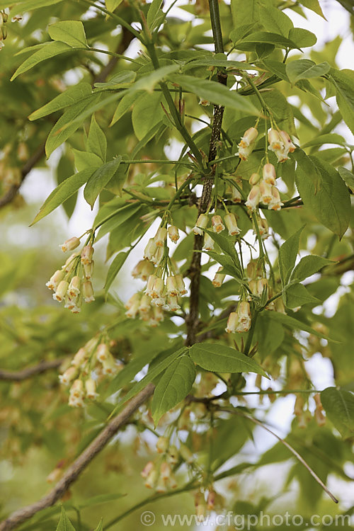 Staphylea trifolia, a deciduous, 3-5m tall, spring-flowering shrub native to the eastern United States. Its pendulous flowers are only around 8mm long but are followed by 3-lobed fruits that can be up to 4cm across. Order: Crossosomatales, Family: Staphyleaceae