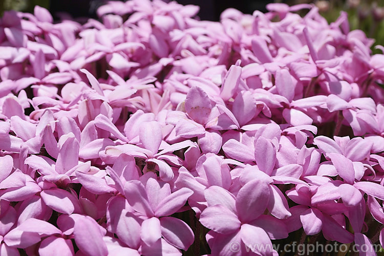 Rhodohypoxis baurii 'Fred. Broome', a pink-flowered cultivar of a low-growing, spreading. South African perennial with hairy, rather grass-like stems and masses of bright flowers in spring. It is often cultivated as a rockery plant
