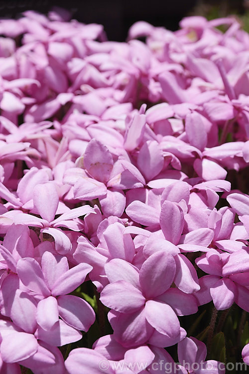 Rhodohypoxis baurii 'Fred. Broome', a pink-flowered cultivar of a low-growing, spreading. South African perennial with hairy, rather grass-like stems and masses of bright flowers in spring. It is often cultivated as a rockery plant