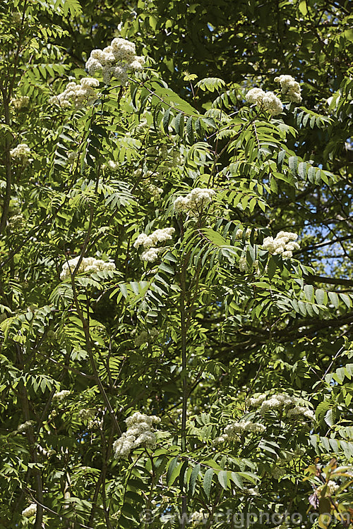Esserteau's Rowan (<i>Sorbus esserteauana [syn. Sorbus esserteauiana]), a deciduous, 8-12m tall tree native to western China. Its spring-borne heads of small white flowers develop into clusters of red fruits. Cultivars may have golden yellow to orange fruit. sorbus-2143htm'>Sorbus.