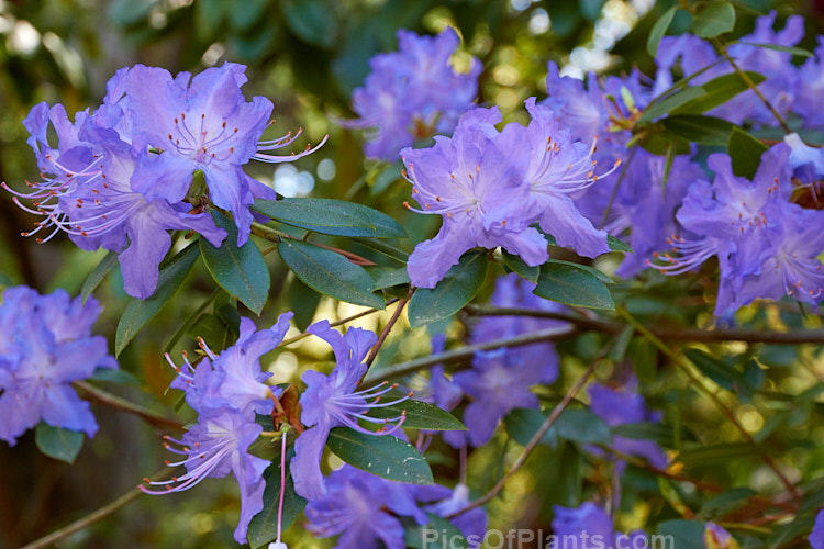 <i>Rhododendron</i> 'Crater Lake' ('Barto Blue' x 'Bluebird'), this hybrid between two <i>Rhododendron augustinii</i> forms is very like augustinii in habit and flower. It grows to around 2.5m tall, is well covered in bright mauve blue flowers and has bronze young foliage. Order: Ericales, Family: Ericaceae