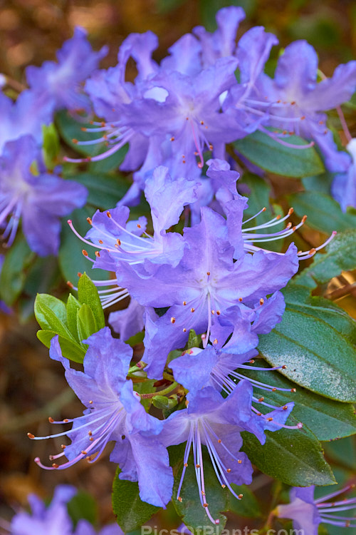 <i>Rhododendron</i> 'Crater Lake' ('Barto Blue' x 'Bluebird'), this hybrid between two <i>Rhododendron augustinii</i> forms is very like augustinii in habit and flower. It grows to around 2.5m tall, is well covered in bright mauve blue flowers and has bronze young foliage. Order: Ericales, Family: Ericaceae
