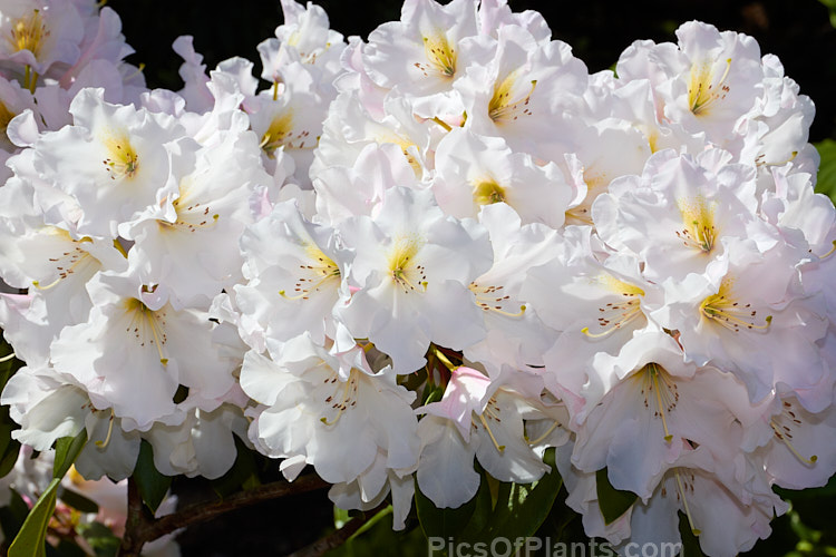 <i>Rhododendron</i> 'Holmeslee Pearl', a large flowered yet relatively compact hybrid introduced by Holmes of New Zealand. The buds are pink, but the flowers open only very pale pink and soon age to white. Order: Ericales, Family: Ericaceae