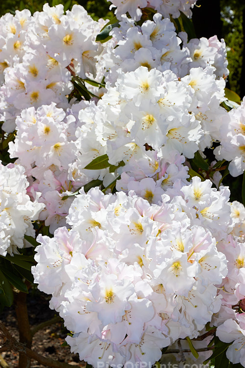 <i>Rhododendron</i> 'Holmeslee Pearl', a large flowered yet relatively compact hybrid introduced by Holmes of New Zealand. The buds are pink, but the flowers open only very pale pink and soon age to white. Order: Ericales, Family: Ericaceae