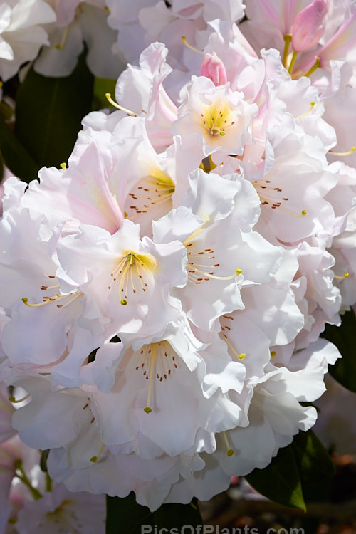 <i>Rhododendron</i> 'Holmeslee Pearl', a large flowered yet relatively compact hybrid introduced by Holmes of New Zealand. The buds are pink, but the flowers open only very pale pink and soon age to white. Order: Ericales, Family: Ericaceae