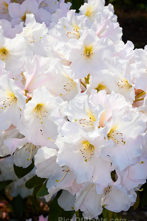 <i>Rhododendron</i> 'Holmeslee Pearl', a large flowered yet relatively compact hybrid introduced by Holmes of New Zealand. The buds are pink, but the flowers open only very pale pink and soon age to white. Order: Ericales, Family: Ericaceae