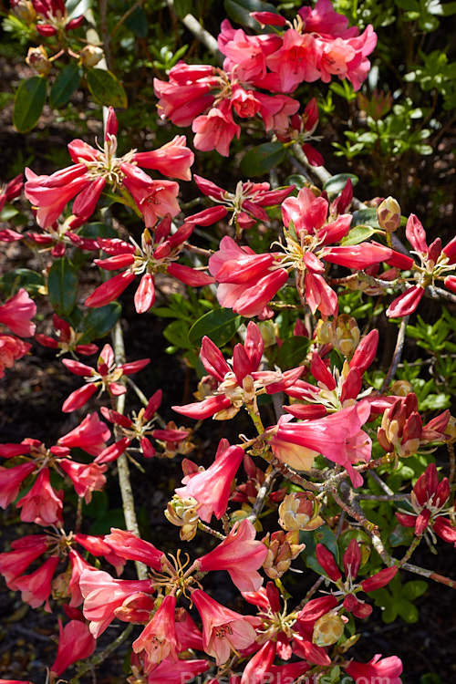 <i>Rhododendron</i> 'Lady Rosebery' (<i>Rhododendron cinnabarinum</i> subsp. <i>cinnabarinum</i> x 'Royal Flush' pink form</i>), an upright to spreading 2-3m tall bush raised by Rothschild of England in the late 1920s. There are several named clones that differ slightly in flower colour and growing habit. As with most cinnabarinum hybrids, its foliage is aromatic. Order: Ericales, Family: Ericaceae