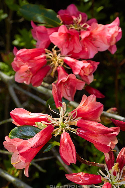 <i>Rhododendron</i> 'Lady Rosebery' (<i>Rhododendron cinnabarinum</i> subsp. <i>cinnabarinum</i> x 'Royal Flush' pink form</i>), an upright to spreading 2-3m tall bush raised by Rothschild of England in the late 1920s. There are several named clones that differ slightly in flower colour and growing habit. As with most cinnabarinum hybrids, its foliage is aromatic. Order: Ericales, Family: Ericaceae