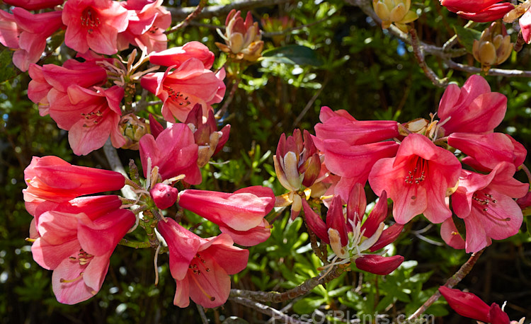 <i>Rhododendron</i> 'Lady Rosebery' (<i>Rhododendron cinnabarinum</i> subsp. <i>cinnabarinum</i> x 'Royal Flush' pink form</i>), an upright to spreading 2-3m tall bush raised by Rothschild of England in the late 1920s. There are several named clones that differ slightly in flower colour and growing habit. As with most cinnabarinum hybrids, its foliage is aromatic. Order: Ericales, Family: Ericaceae