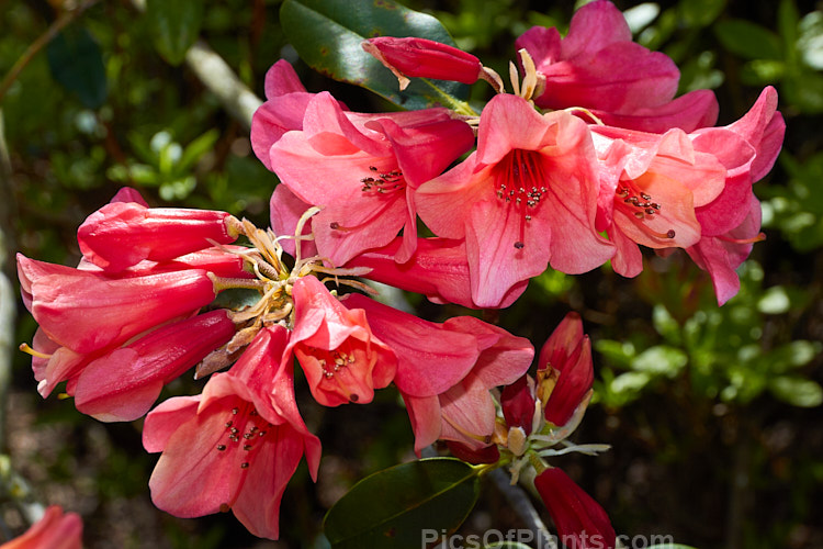 <i>Rhododendron</i> 'Lady Rosebery' (<i>Rhododendron cinnabarinum</i> subsp. <i>cinnabarinum</i> x 'Royal Flush' pink form</i>), an upright to spreading 2-3m tall bush raised by Rothschild of England in the late 1920s. There are several named clones that differ slightly in flower colour and growing habit. As with most cinnabarinum hybrids, its foliage is aromatic. Order: Ericales, Family: Ericaceae