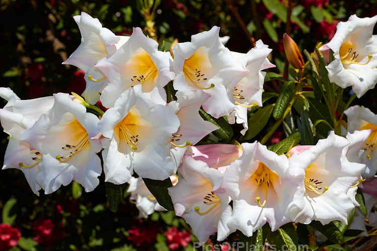 <i>Rhododendron</i> 'Lady Dorothy Ella', a rather open growing 1.8-2.4m tall hybrid with large, mildly scented flowers in mid-spring. Its parentage uncertain but probably includes <i>Rhododendron nuttallii</i>. Order: Ericales, Family: Ericaceae