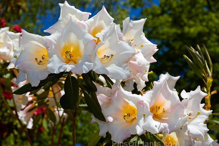<i>Rhododendron</i> 'Lady Dorothy Ella', a rather open growing 1.8-2.4m tall hybrid with large, mildly scented flowers in mid-spring. Its parentage uncertain but probably includes <i>Rhododendron nuttallii</i>. Order: Ericales, Family: Ericaceae