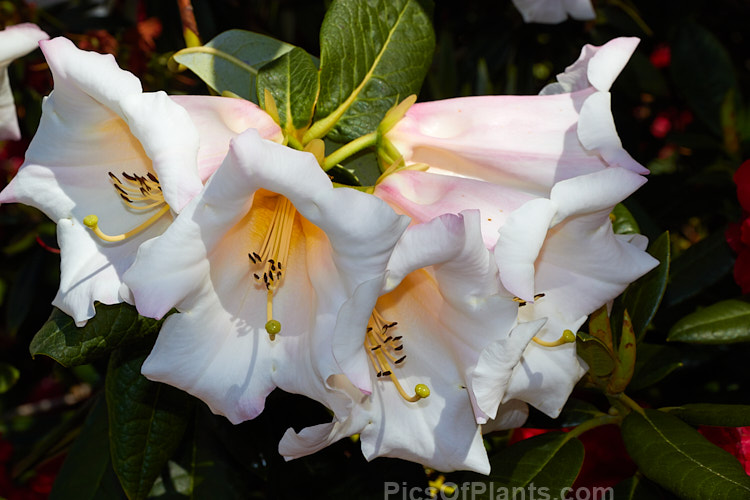 <i>Rhododendron</i> 'Lady Dorothy Ella', a rather open growing 1.8-2.4m tall hybrid with large, mildly scented flowers in mid-spring. Its parentage uncertain but probably includes <i>Rhododendron nuttallii</i>. Order: Ericales, Family: Ericaceae