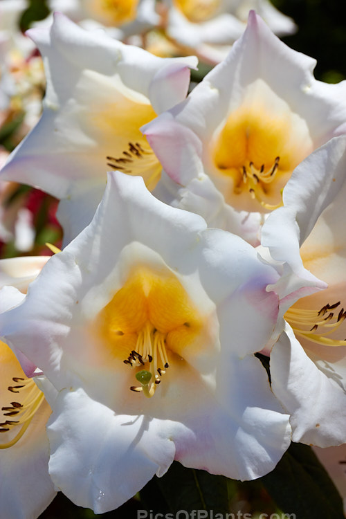 <i>Rhododendron</i> 'Lady Dorothy Ella', a rather open growing 1.8-2.4m tall hybrid with large, mildly scented flowers in mid-spring. Its parentage uncertain but probably includes <i>Rhododendron nuttallii</i>. Order: Ericales, Family: Ericaceae