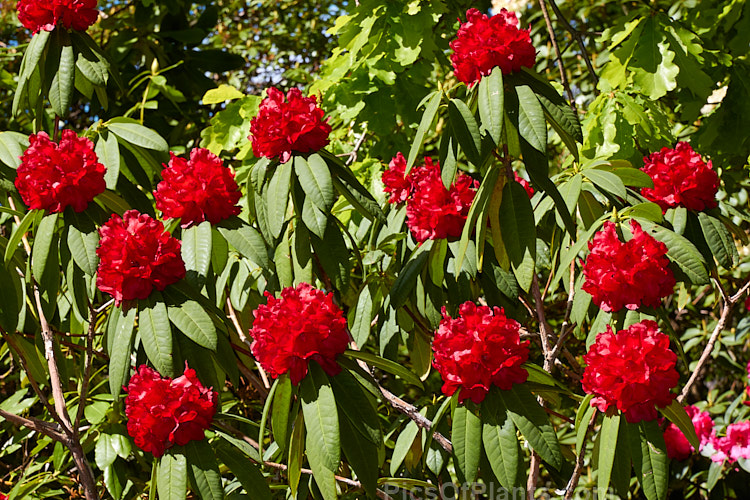 <i>Rhododendron</i> 'Ilam Dark Red', one of the Ilam hybrids raised by Edgar Stead of Christchurch, New Zealand. 'Ilam Dark Red' develops into a large shrub with dense, rounded flower trusses and blooms quite late. Order: Ericales, Family: Ericaceae