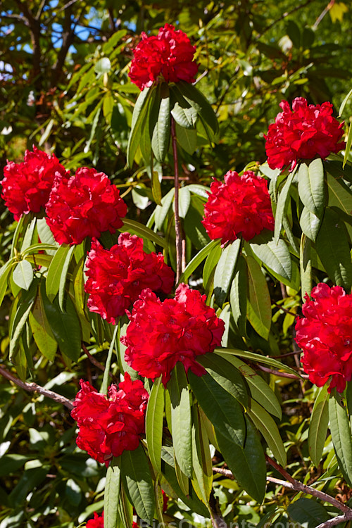 <i>Rhododendron</i> 'Ilam Dark Red', one of the Ilam hybrids raised by Edgar Stead of Christchurch, New Zealand. 'Ilam Dark Red' develops into a large shrub with dense, rounded flower trusses and blooms quite late. Order: Ericales, Family: Ericaceae
