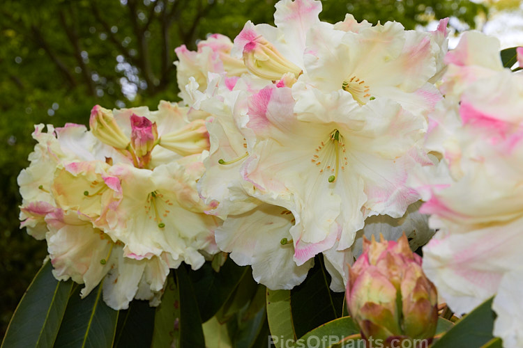 <i>Rhododendron</i> 'Ilam Cream' ([syn. 'Loderi Ilam Cream] 'Loderi' x unknown</i>), an Ilam Loderi hybrid that was raised in 1950 by Edgar Stead of New Zealand but which was not registered until 1981. It has large trusses of pink-tipped cream flowers that open from greenish-cream buds. Order: Ericales, Family: Ericaceae