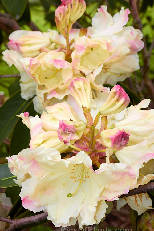 <i>Rhododendron</i> 'Ilam Cream' ([syn. 'Loderi Ilam Cream] 'Loderi' x unknown</i>), an Ilam Loderi hybrid that was raised in 1950 by Edgar Stead of New Zealand but which was not registered until 1981. It has large trusses of pink-tipped cream flowers that open from greenish-cream buds. Order: Ericales, Family: Ericaceae