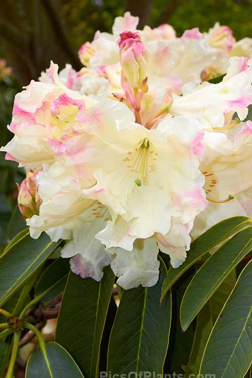 <i>Rhododendron</i> 'Ilam Cream' ([syn. 'Loderi Ilam Cream] 'Loderi' x unknown</i>), an Ilam Loderi hybrid that was raised in 1950 by Edgar Stead of New Zealand but which was not registered until 1981. It has large trusses of pink-tipped cream flowers that open from greenish-cream buds. Order: Ericales, Family: Ericaceae