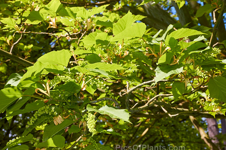 The spring foliage and flowers of the Snakebark Maple (<i>Acer davidii</i>), a 15m tall Chinese deciduous tree notable for its grey-green bark, which is heavily overlaid with white and pale grey striping. Order: Sapindales, Family: Sapindaceae
