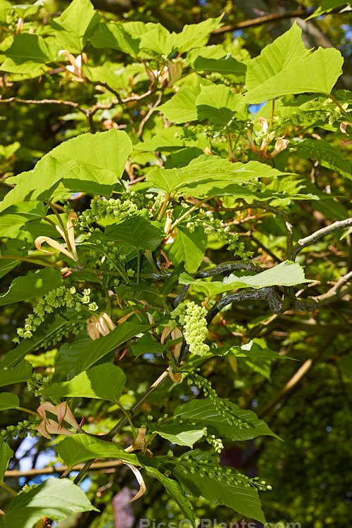 The spring foliage and flowers of the Snakebark Maple (<i>Acer davidii</i>), a 15m tall Chinese deciduous tree notable for its grey-green bark, which is heavily overlaid with white and pale grey striping. Order: Sapindales, Family: Sapindaceae