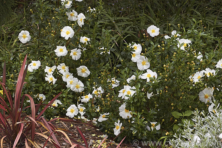 Cistus 'Bennett's White', a large-flowered, dark foliaged rock rose that is considered by some to be a form if. Cistus ladanifer var. petiolatus. It is an evergreen shrub that grows to around 15m high x 2m wide and flowers in late spring and early summer. cistus-2182htm'>Cistus. <a href='cistaceae-plant-family-photoshtml'>Cistaceae</a>.