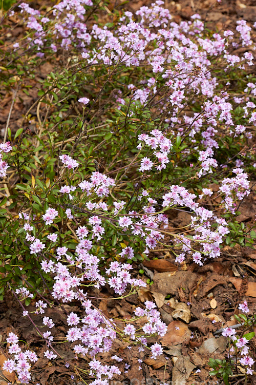 <i>Veronica raoulii</i> (syn. <i>Heliohebe raoulii</i>, <i>Hebe raoulii</i>), a low, spreading, spring-flowering, evergreen shrub from northern Canterbury and Marlborough, New Zealand. In the wild it usually grows in soil pockets among rocks, often in quite exposed locations. Order: Lamiales, Family: Plantaginaceae