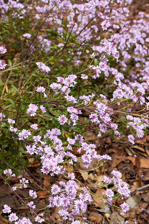 <i>Veronica raoulii</i> (syn. <i>Heliohebe raoulii</i>, <i>Hebe raoulii</i>), a low, spreading, spring-flowering, evergreen shrub from northern Canterbury and Marlborough, New Zealand. In the wild it usually grows in soil pockets among rocks, often in quite exposed locations. Order: Lamiales, Family: Plantaginaceae