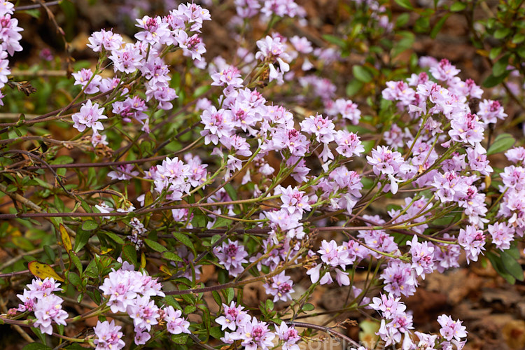 <i>Veronica raoulii</i> (syn. <i>Heliohebe raoulii</i>, <i>Hebe raoulii</i>), a low, spreading, spring-flowering, evergreen shrub from northern Canterbury and Marlborough, New Zealand. In the wild it usually grows in soil pockets among rocks, often in quite exposed locations. Order: Lamiales, Family: Plantaginaceae