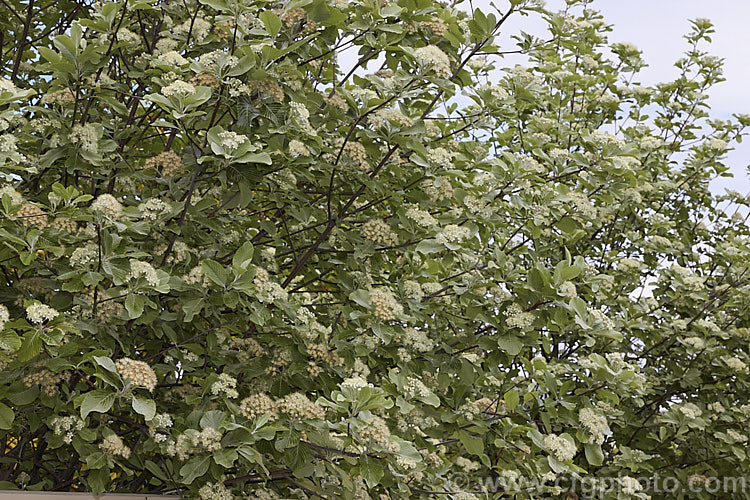 Whitebeam (<i>Sorbus aria</i>), a deciduous tree from the mountains of Europe. The white spring flowers are followed by 10-12 mm diameter, orange-red fruit that matures from early autumn. sorbus-2143htm'>Sorbus.
