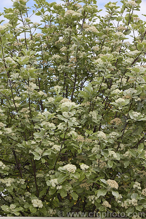 Whitebeam (<i>Sorbus aria</i>), a deciduous tree from the mountains of Europe. The white spring flowers are followed by 10-12 mm diameter, orange-red fruit that matures from early autumn. sorbus-2143htm'>Sorbus.