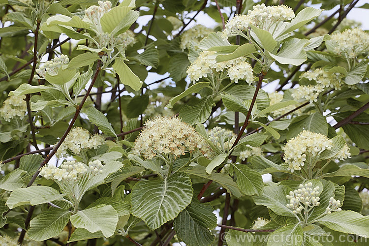 Whitebeam (<i>Sorbus aria</i>), a deciduous tree from the mountains of Europe. The white spring flowers are followed by 10-12 mm diameter, orange-red fruit that matures from early autumn. sorbus-2143htm'>Sorbus.